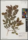 Foto von Salix aegyptiaca L.